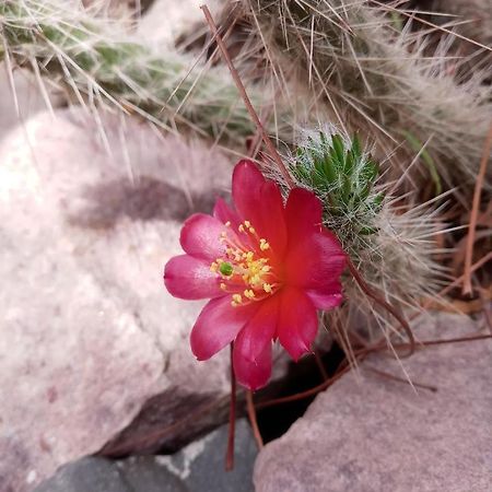 Cabana Flor De Cardon-Juella. Bagian luar foto